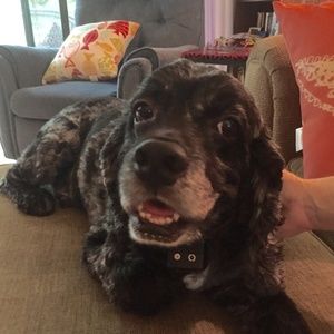 Meet your Posher, Barbara